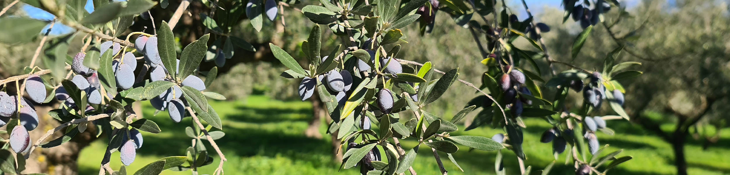 olive groves nakopoulou contact us