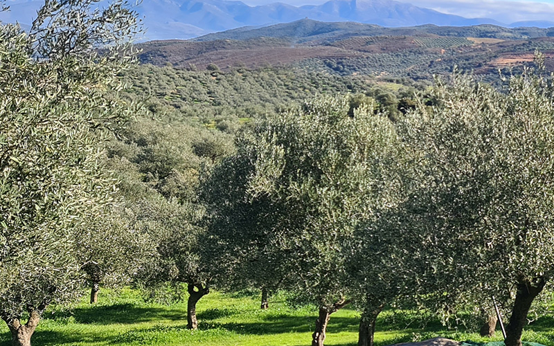 olive groves nakopoulou